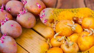 L’astuce pour conserver vos pommes de terre plus longtemps sans qu’elles ne germent