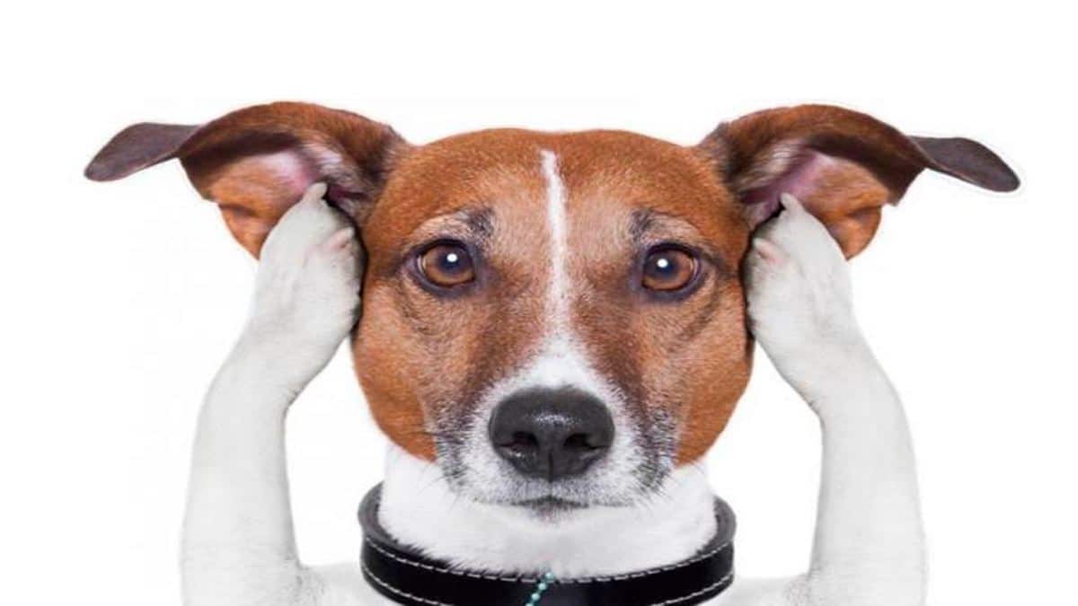 Ces bruits que les chiens ne supportent pas, évitez-les à tout prix
