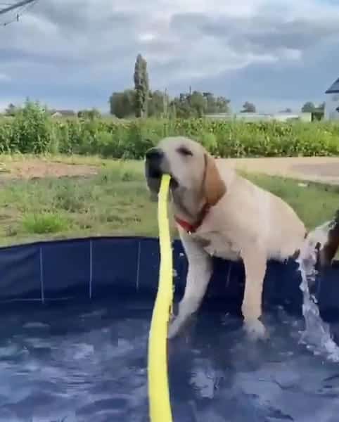 Ce chien joue dans la piscine, l’inimaginable se produit quelques secondes après