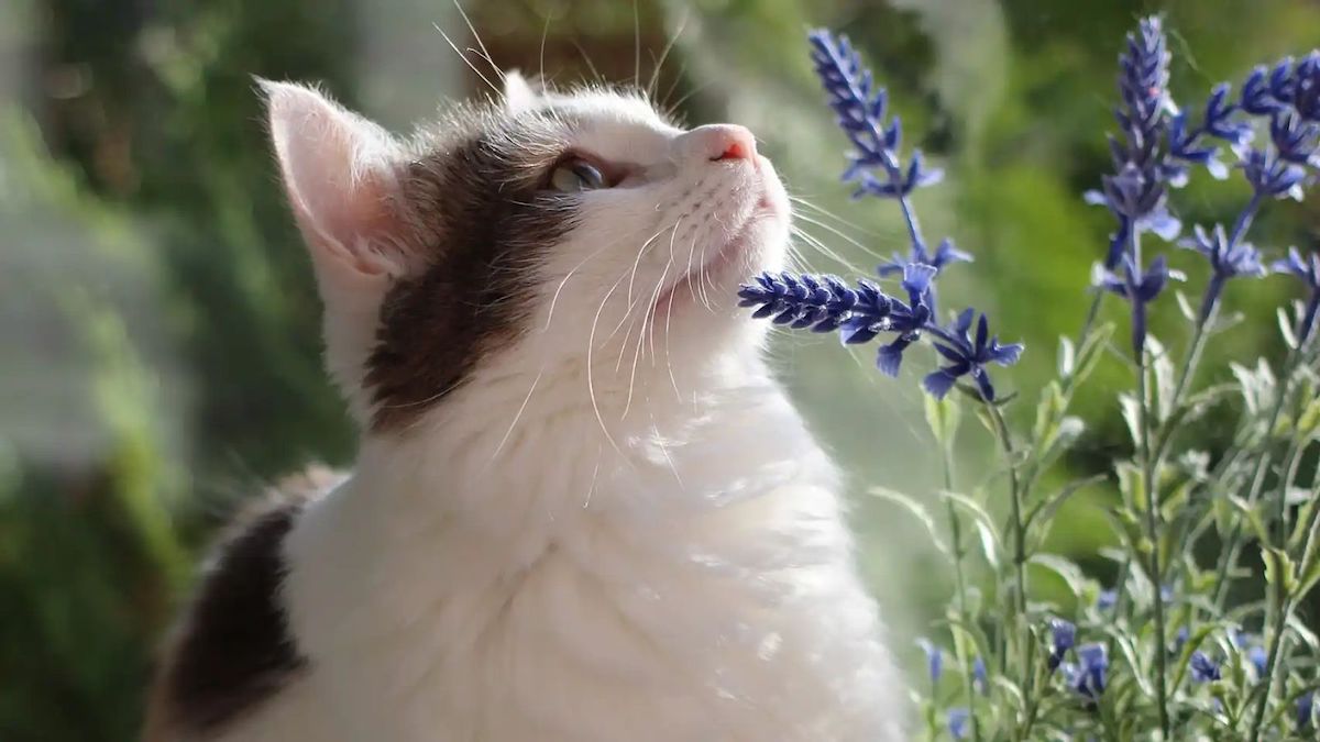5 dangers pour votre chat durant le printemps, méfiez-vous