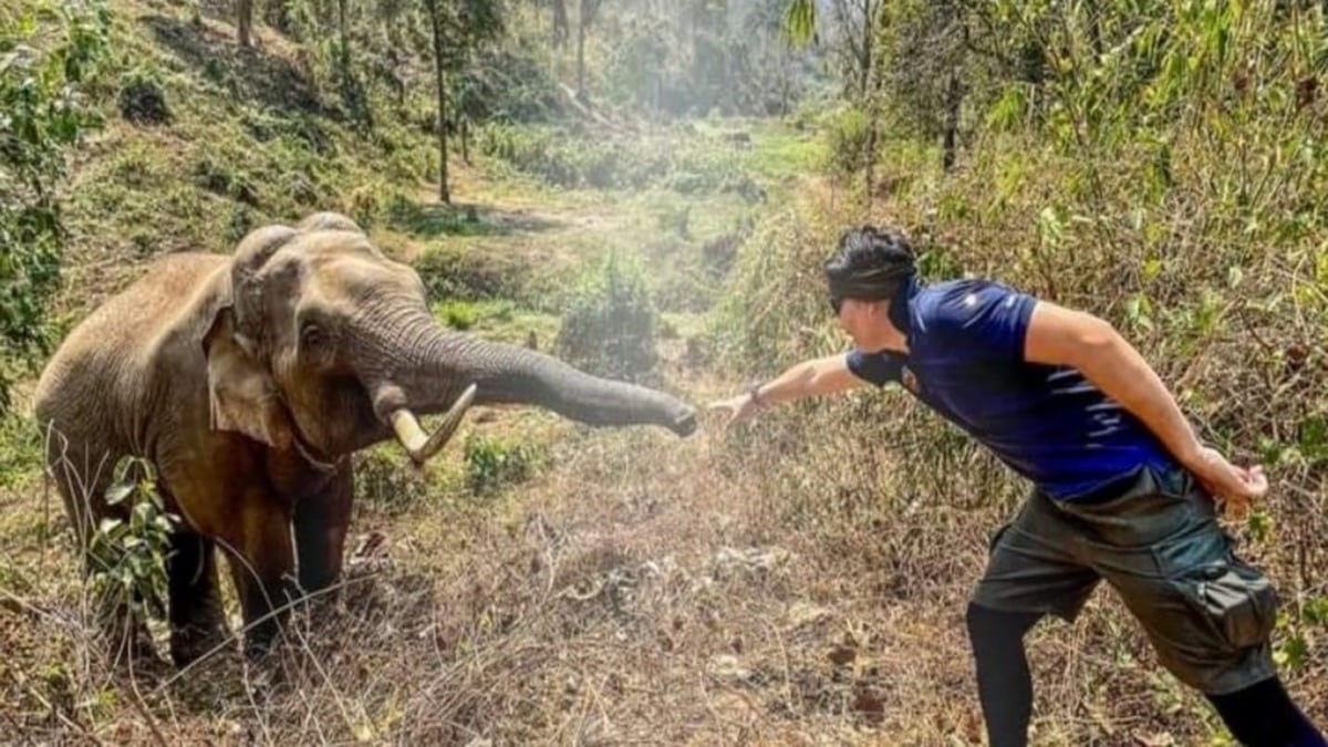 Cet éléphant retrouve le vétérinaire qui lui a sauvé la vie 12 ans avant, sa réaction émouvante