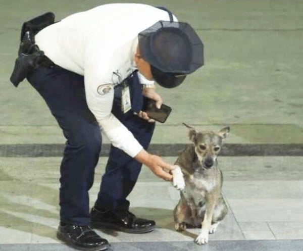 Un agent de sécurité enfreint les règles pour venir au secours d’une chienne errante