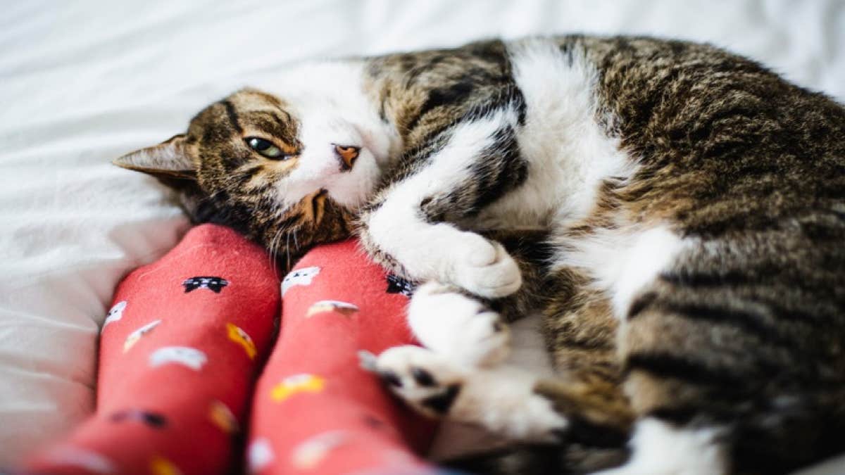 5 choses que les chats adorent et que vous ne saviez peut être pas