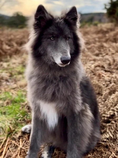 Ce chien-loup au rare pelage bleu est unique et impressionnant, sa propriétaire met en garde