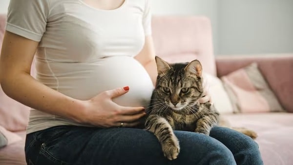 Voici comment les chats détectent qu’une femme est enceinte