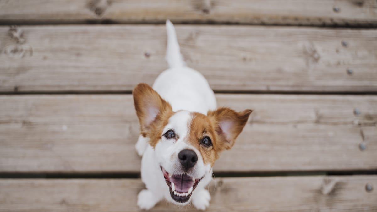 Votre chien vous sourit ? Voici ce qu’il veut vous dire selon un expert canin