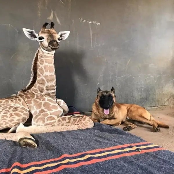 Ce chien se lie d’amitié avec un bébé girafe, ils deviennent inséparables