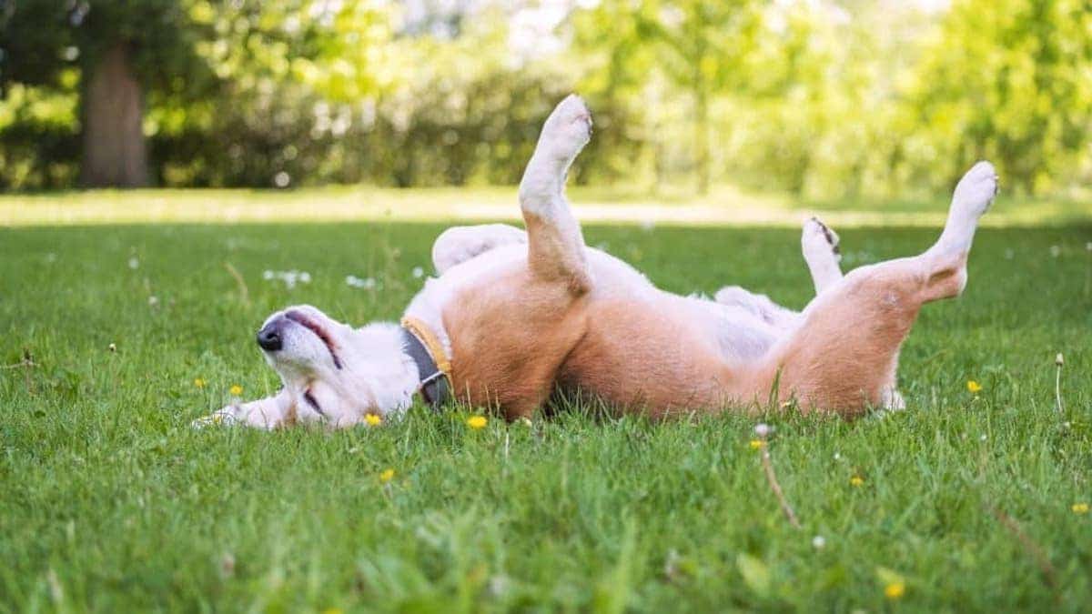 Pourquoi les chiens se mettent sur le dos et se frottent sur le sol : la réponse