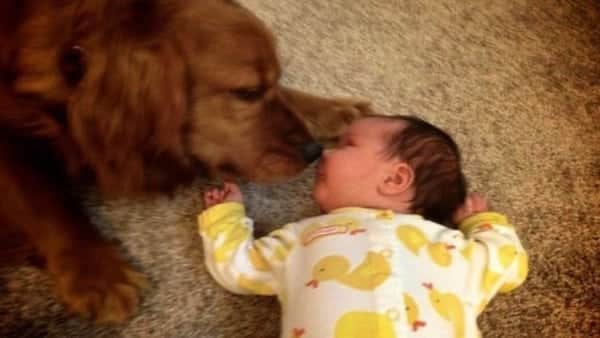 Elle laisse dans la même pièce son bébé seul avec son chien, quand elle revient, elle reste sans voix
