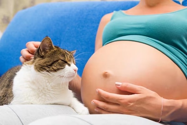 Voici comment les chats détectent qu’une femme est enceinte