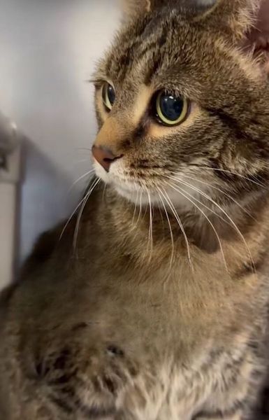 Ce chat vivait avec sa famille depuis 10 ans, il retourne au refuge pour une raison hallucinante