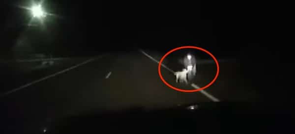 Ils voient des silhouettes de chiens sur la route durant la nuit, la situation est catastrophique