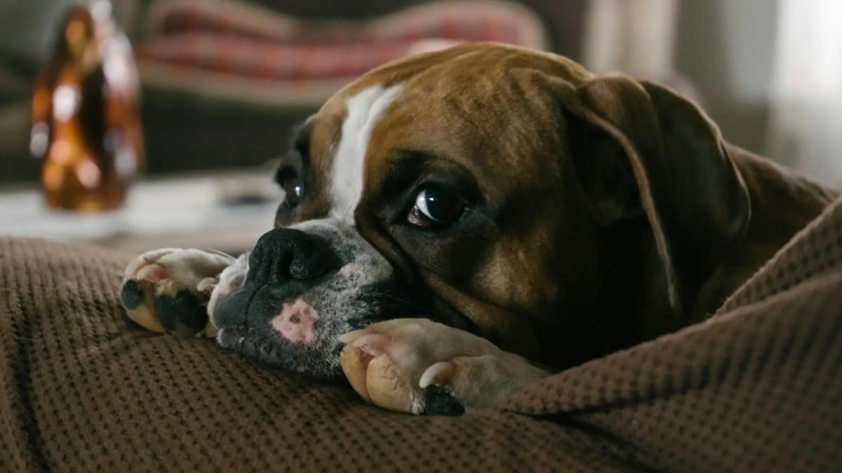 7 chiens que vous ne devriez jamais avoir selon les vétérinaires à cause de leur cruauté génétique