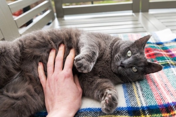 La raison pour laquelle les chats n’aiment pas qu’on leur touche le ventre