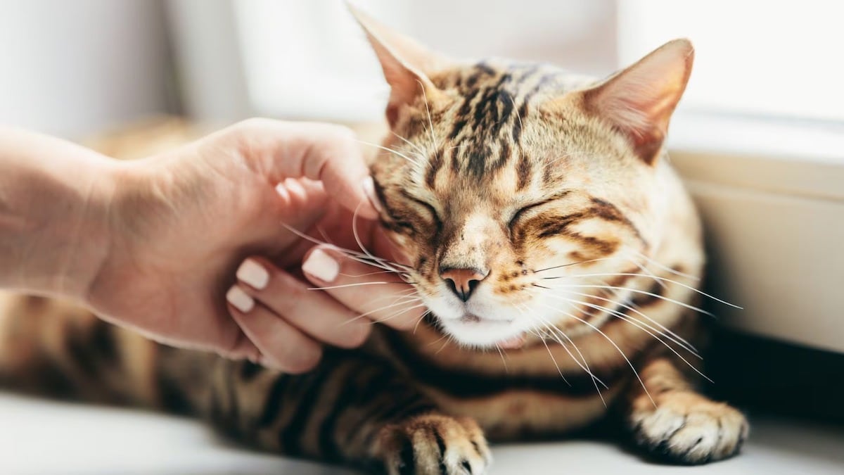 Le secret des ronronnements des chats révélé par des experts