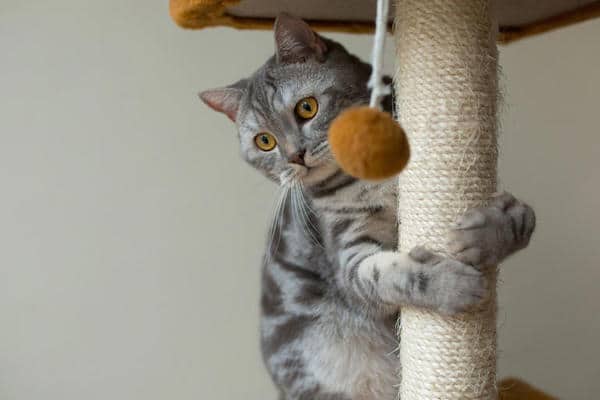5 choses surprenantes que seuls les chats peuvent faire