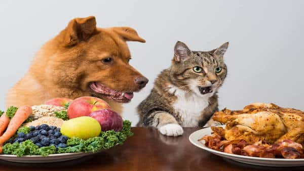 3 règles à absolument suivre pour bien nourrir votre chat ou votre chien