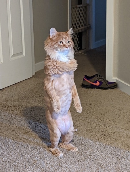 Ce chat a une étrange posture lorsque l’on sonne à la porte, les internautes hilares