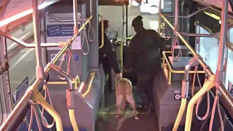 Ce chauffeur verrouille son bus pour sauver un chien - Source : Capture Instagram 