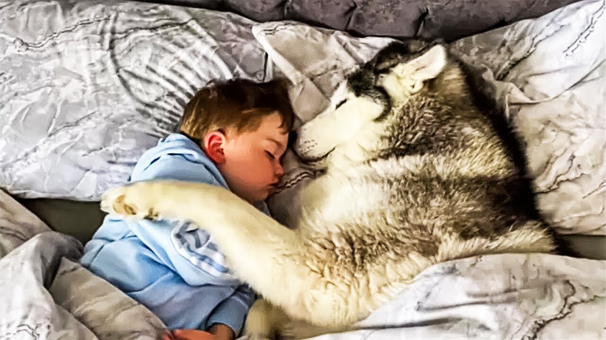 Ce chien dort à côté de leur jeune garçon, ils comprennent la raison le lendemain matin