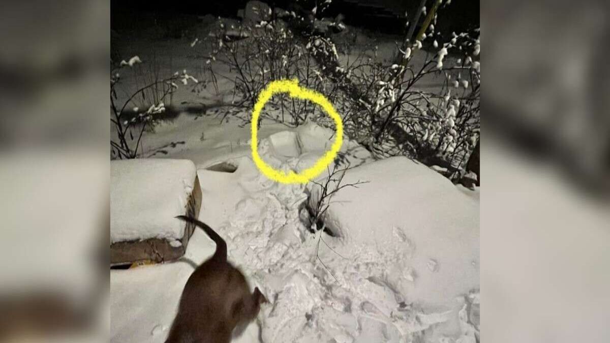 Ce chien fait une découverte inimaginable sous la neige, il part chercher son maître en courant