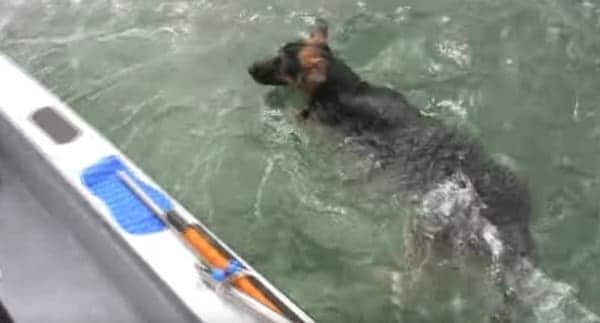 Quand ce couple de dauphins le nargue sur un bateau, ce chien saute par dessus bord 