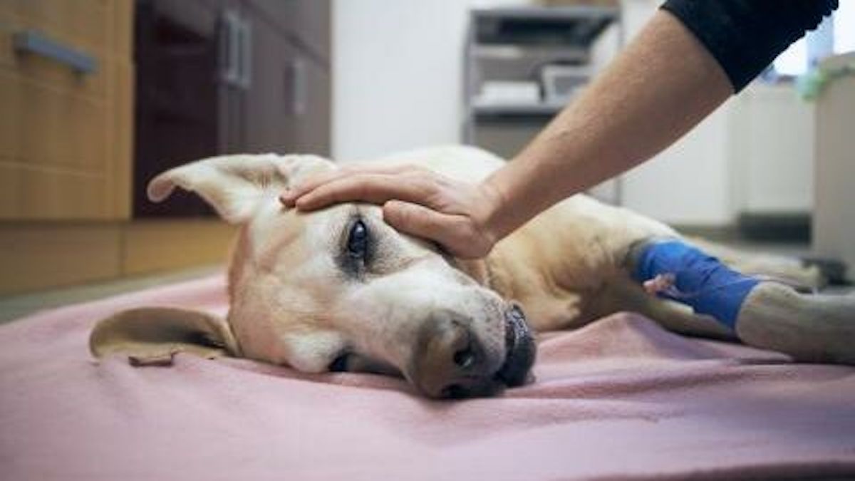 Ce vétérinaire révèle ce que votre animal ressent juste avant de mourir, ne le laissez jamais seul