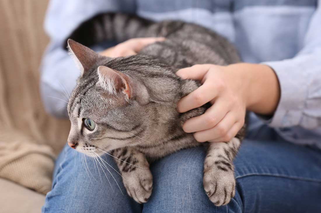 3 attitudes révélatrices qui prouvent que votre chat veut que vous le caressiez