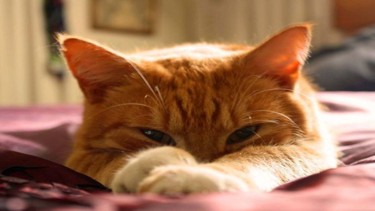 Les chats roux sont très spéciaux, des experts dévoilent les raisons