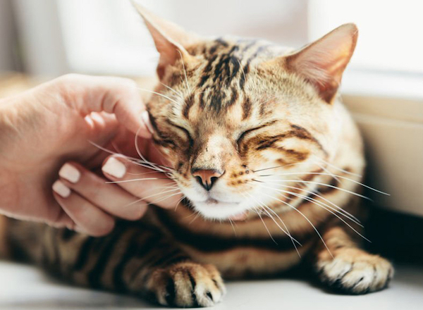 Les chats souffrent-ils d’anxiété quand vous êtes absent ?