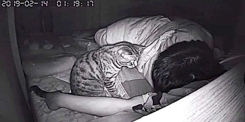 Son chat le fixe chaque nuit - Source : Capture Instagram