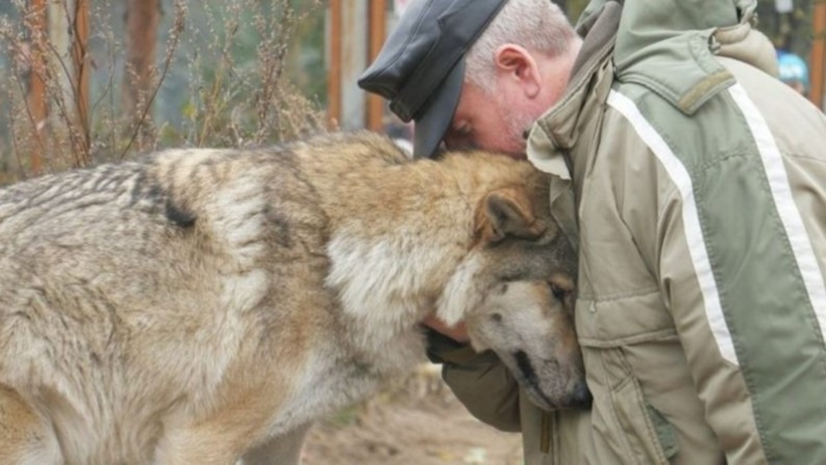 Il donne à manger à une louve affamée, 2 mois plus tard, 3 loups apparaissent dans le village