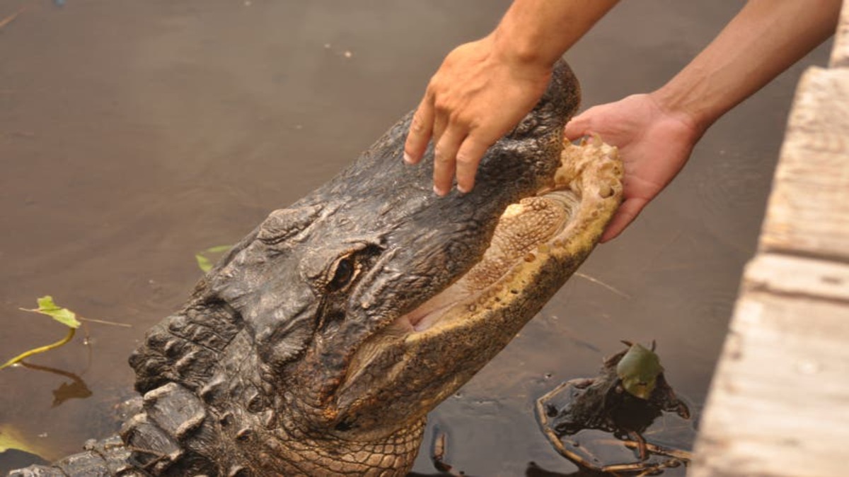Il pêche, un crocodile surgit et lui demande de l’aide, il comprend pourquoi et reste sans voix