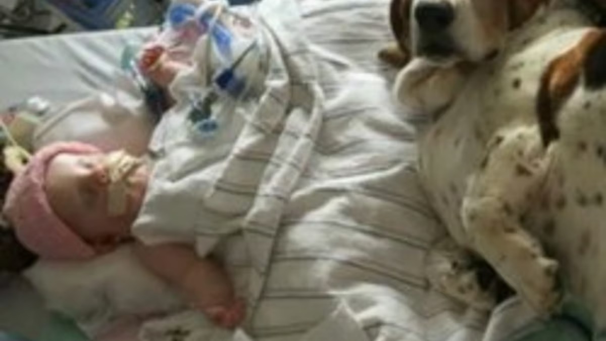 Ils font leurs adieux à leur bébé en train de mourir, la réaction de leurs chiens est déchirante