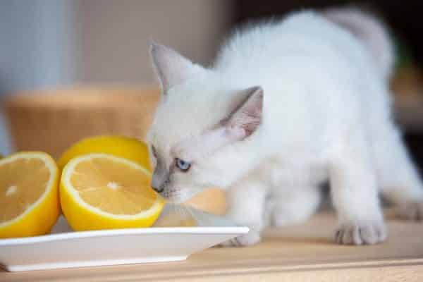 Les odeurs que détestent les chats, certaines son très courantes