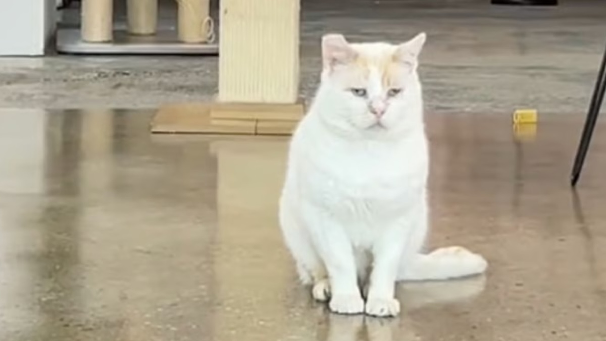 Personne ne veut de ce chat blanc : cette vidéo pour lui trouver une famille est bouleversante
