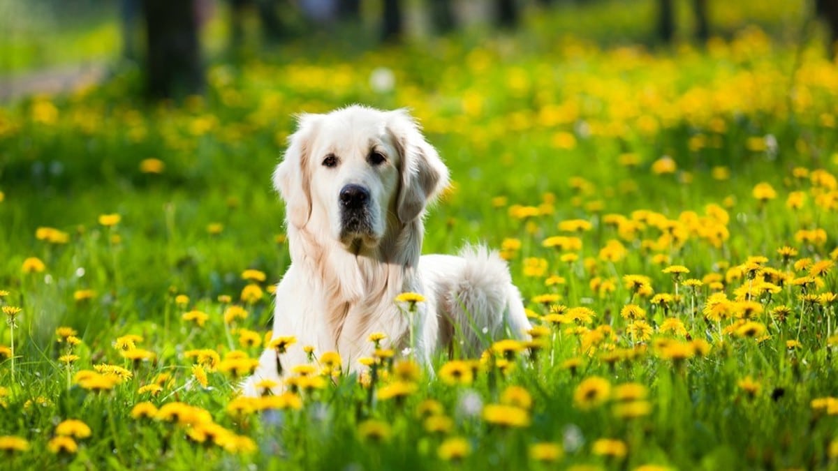 Ce traitement important à donner absolument à votre chien durant le printemps