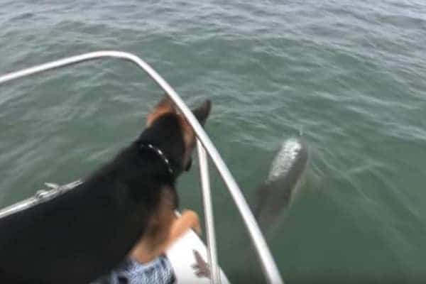 Quand ce couple de dauphins le nargue sur un bateau, ce chien saute par dessus bord