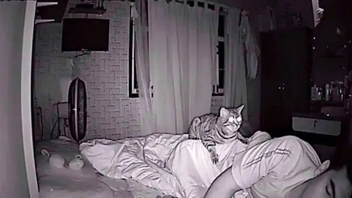 Son chat le fixe chaque nuit, il installe une caméra et comprend enfin la raison hallucinante