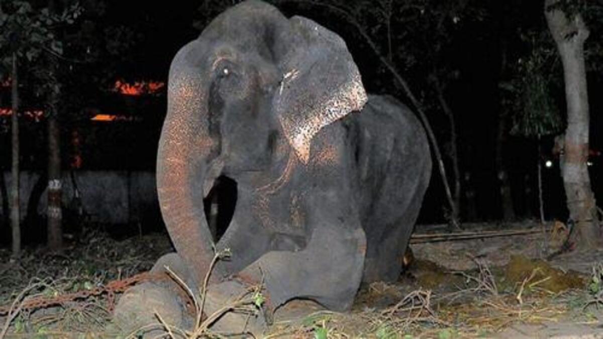 Un éléphant est libéré après 50 ans de vie enchaîné, il s’effondre (Vidéo)