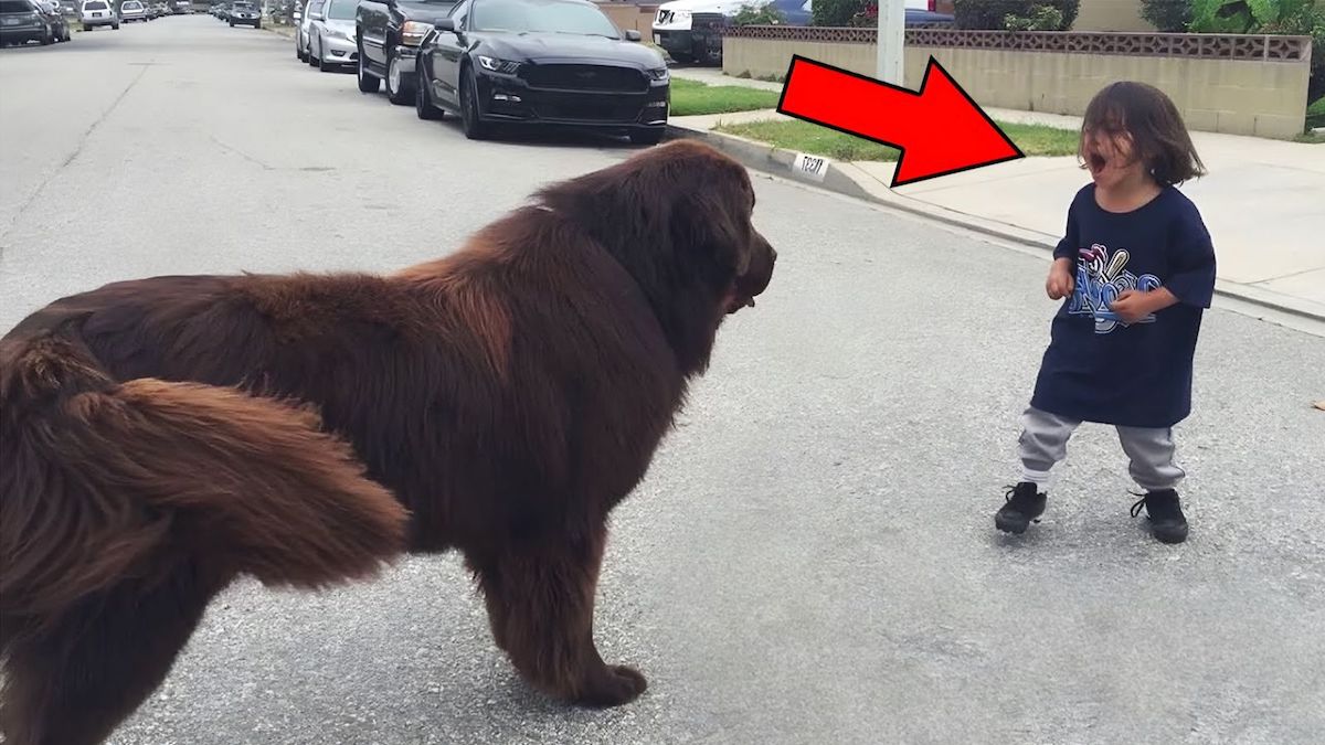 Un petit garçon rencontre un énorme chien dans la rue, personne ne pouvait imaginer la suite