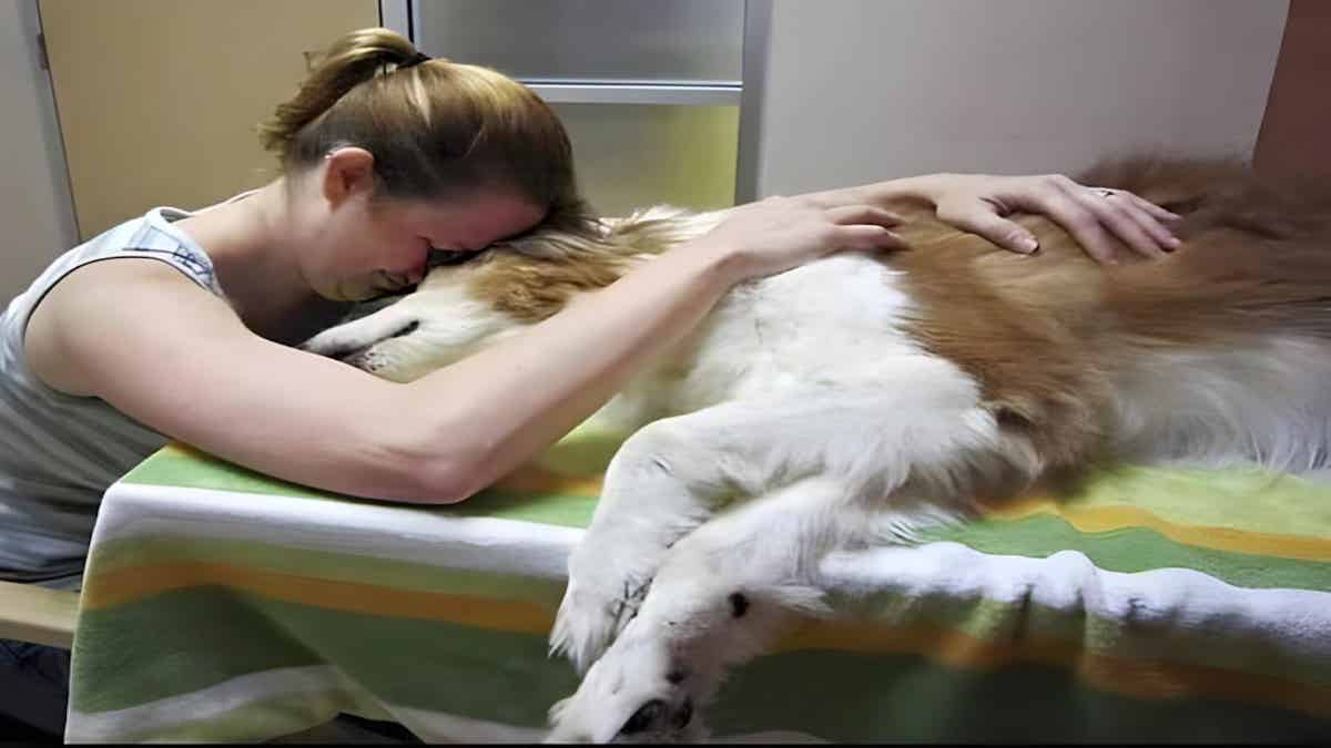 Un vétérinaire révèle quelle est la dernière volonté des chats et des chiens avant de mourir