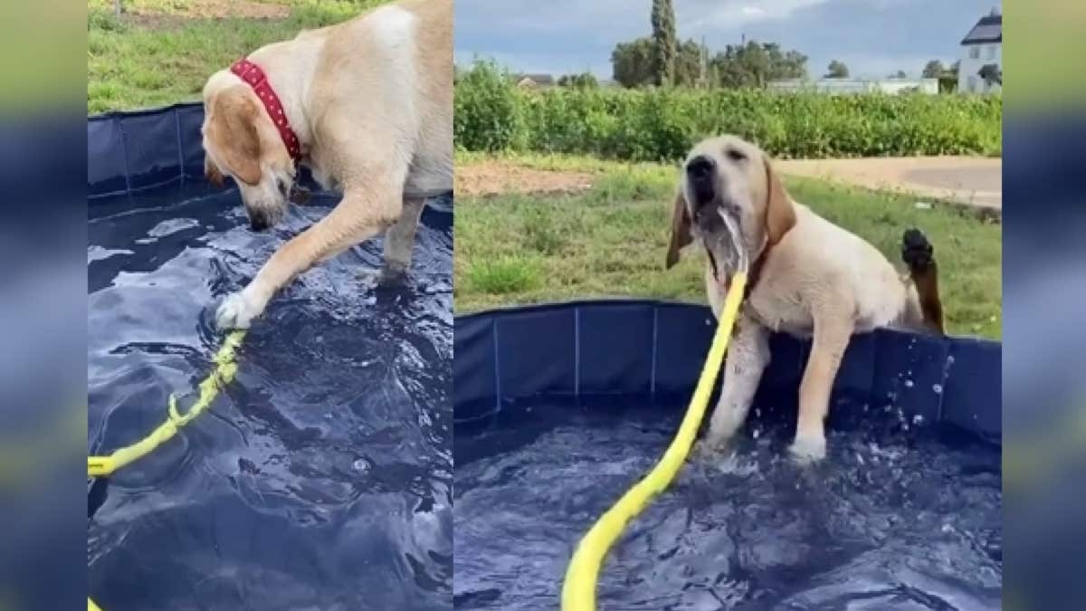 Ce chien s’amuse dans la piscine, tout va basculer en quelques minutes