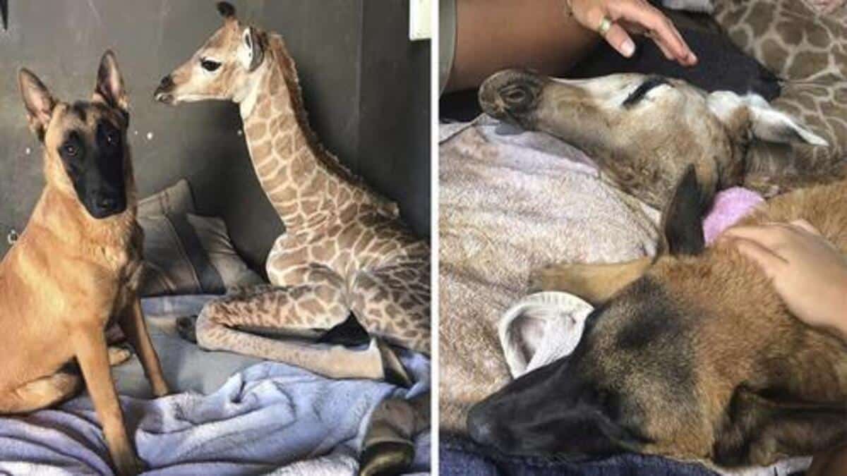 Ce chien se lie d’amitié avec un bébé girafe, ils deviennent inséparables