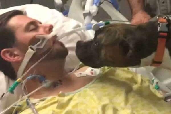 Ce chien soutient son maître en train de mourir, une scène déchirante