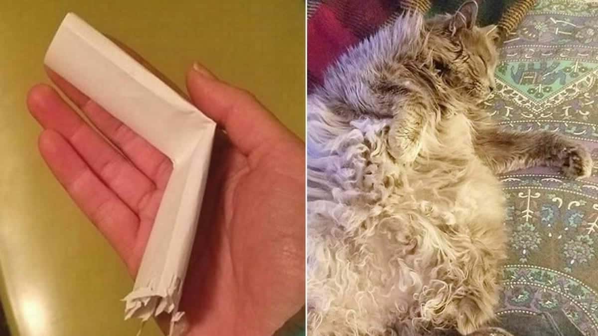 Elle découvre une lettre au collier de son chat, lorsqu'elle la lit, elle comprend, c'est trop tard