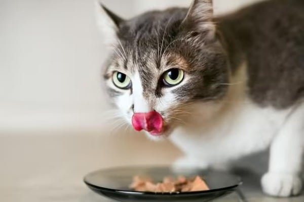 Ces aliments naturels sont les meilleurs de tous pour la santé des chats