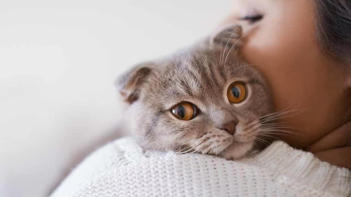 5 choses que votre chat fait pour vous dire qu’il vous aime