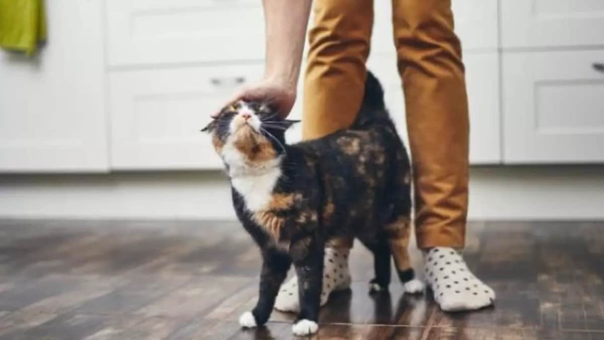 Les raisons pour lesquelles les chats se frottent toujours sur vos jambes