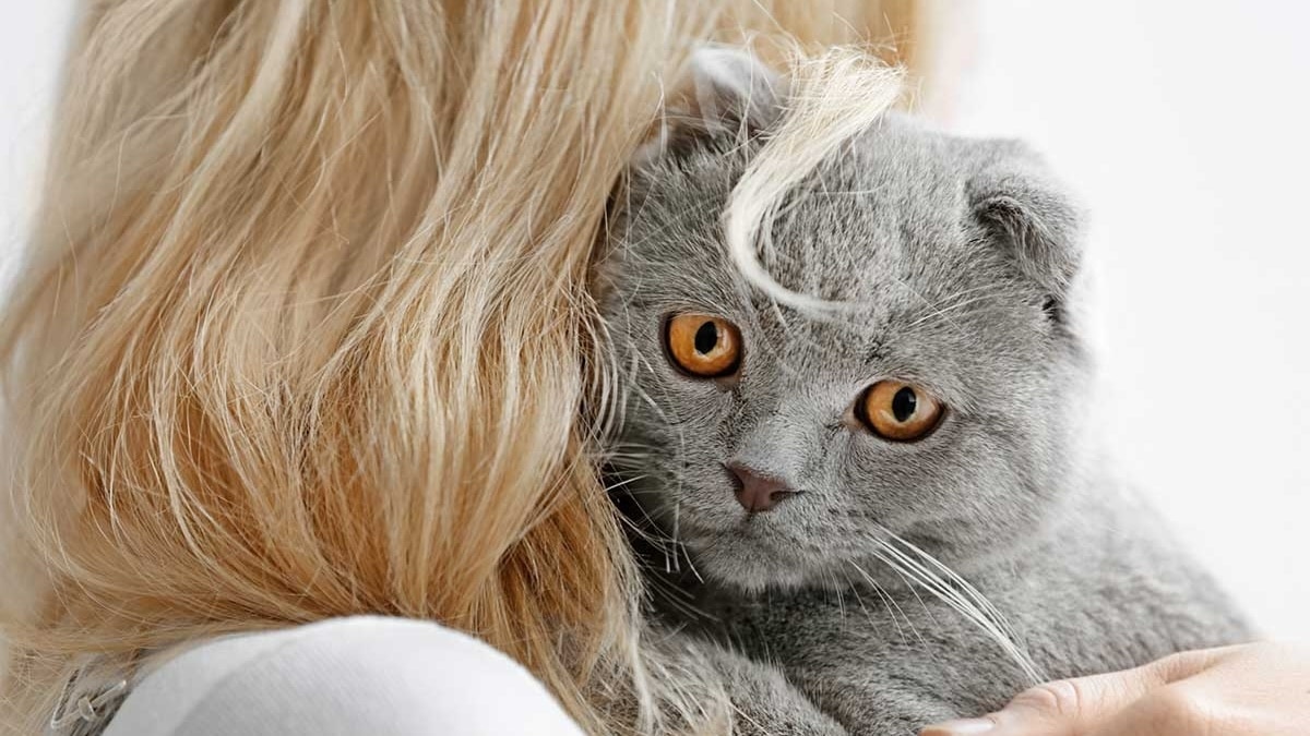 Votre chat vous lèche souvent les cheveux ? Les raisons expliquées